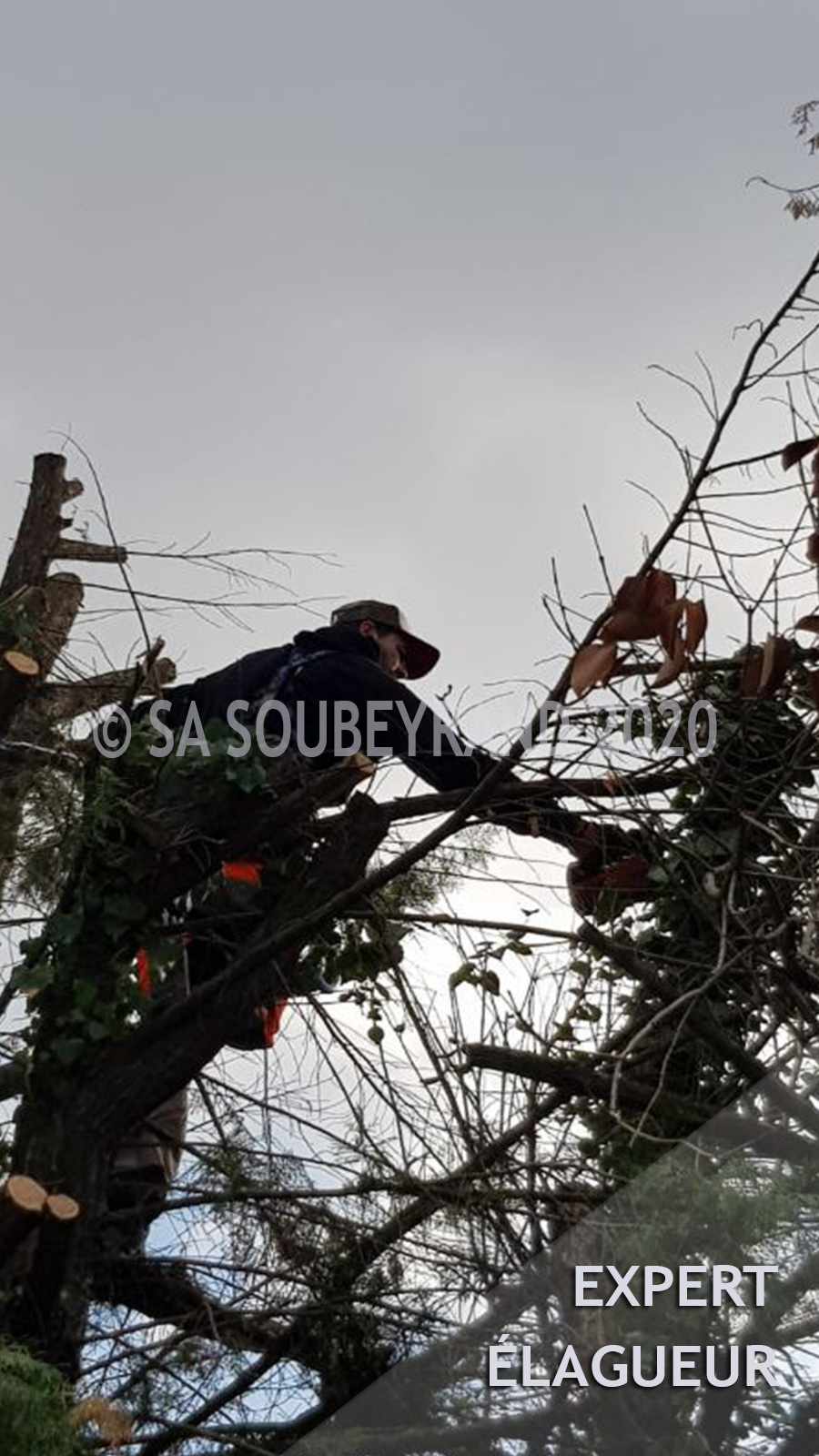 Élagueurs grimpeurs à Montélimar - Travaux d'élagage